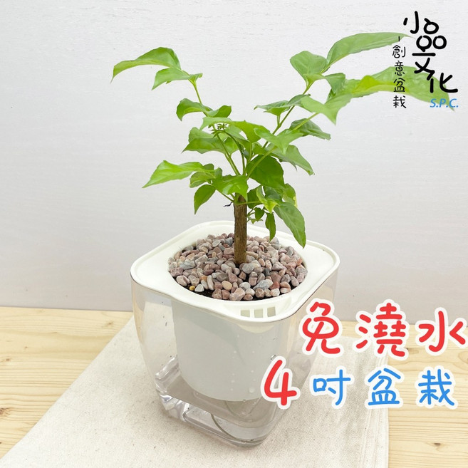 小品文化 進財樹 自動吸水免澆水盆栽 觀葉植物 居家辦公盆花, 1個, 透明