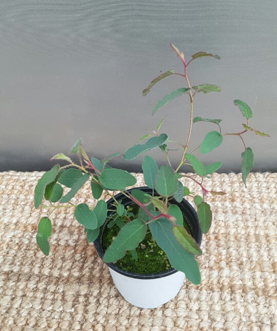 레몬유칼립투스(10센치)레몬향기가 나는 아이에요 (새로입고), 1개