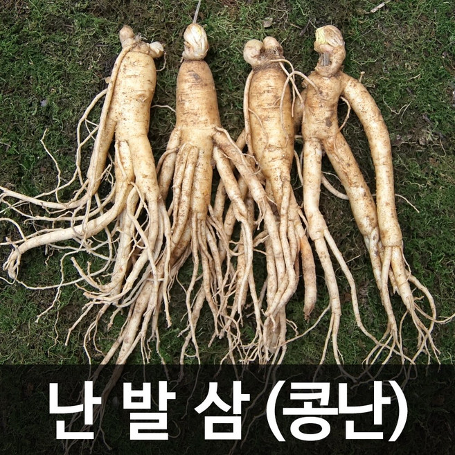 청명네이처 금산인삼 수삼(난발삼) 콩난(750g) (26~35뿌리), 1개, 750g