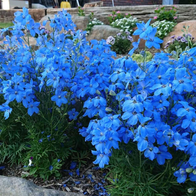 다년초사랑농원 델피늄 치어블루 (2포트묶음) [노지월동 다년초 야생화 꽃모종 여름꽃 가을꽃], 2개