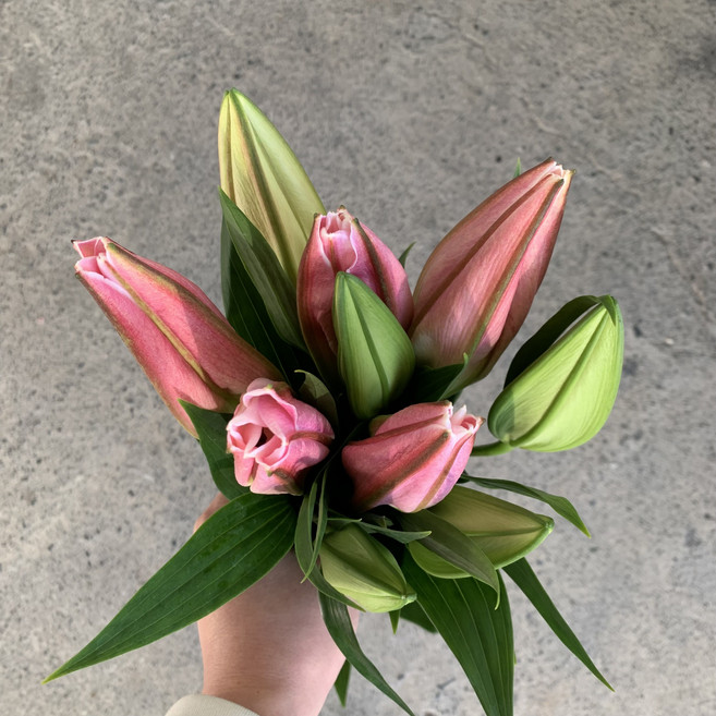 [사직생화] 핑크 백합 생화 한단, 1개