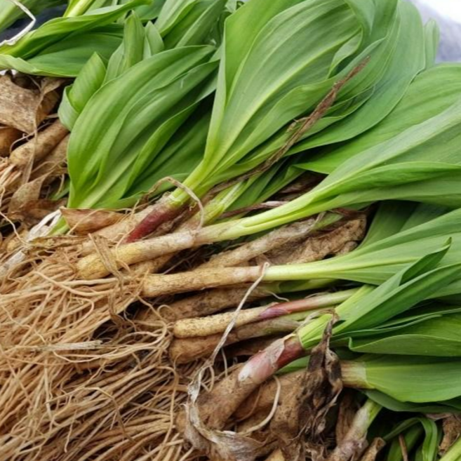 강원도 홍천 에서자란 울릉도 종 명이나물 모종 뿌리 종자 판매 토종 산마늘 잎 생잎 생채 자연산 명이모종 산나물 산명이 제철 수확 4년근 5년근 6년근 50촉 100촉, 10개