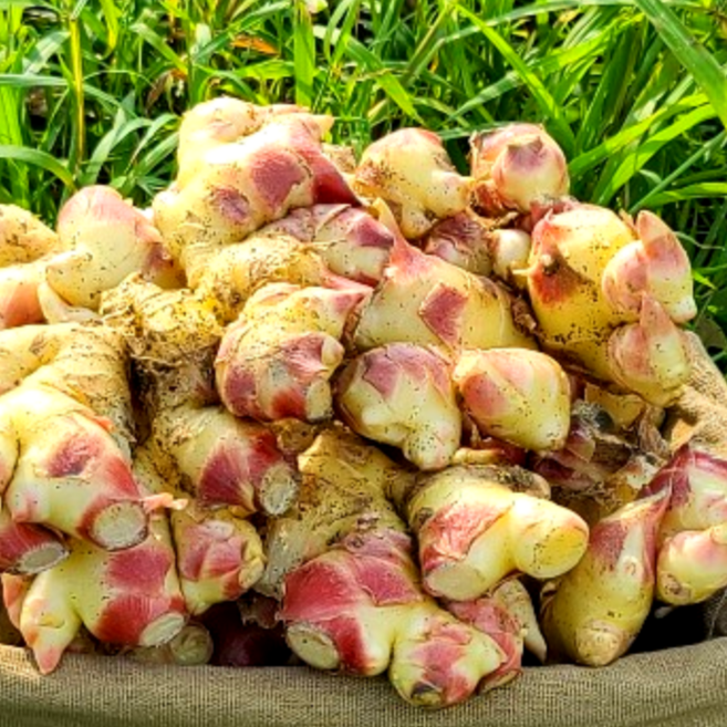 [싱싱다모아] 2025년 햇생강 1kg 봉화 안동 태안 흙 생강, 1개, A1. 생강 1kg