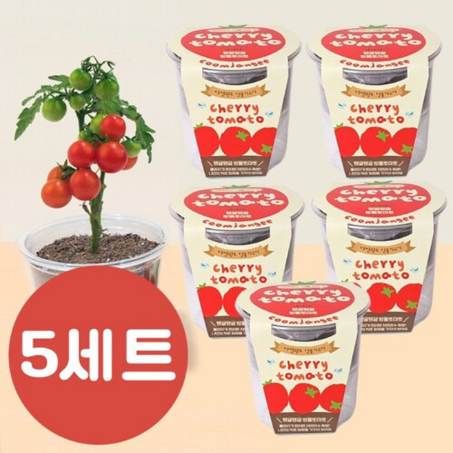 (5세트) 방울토마토 씨앗 키우기 식물키트 5세트