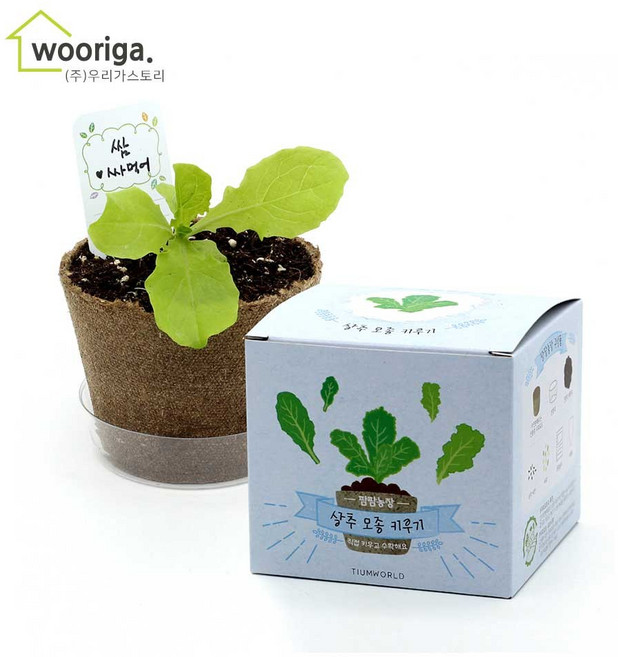 우리가스토리 미니화분키우기 꽃 화초 공기정화식물 새싹 허브 텃밭 화분 상추재배 새싹키우기, 1팩, 팜팜농장_상추