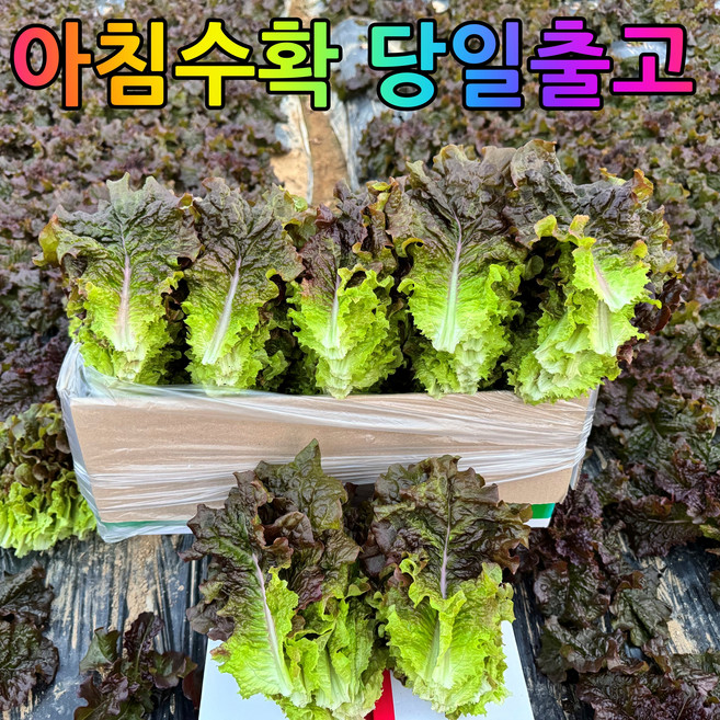 [소소한농장] 산지직송 당일수확 신선채소 적상추, 1박스, 4kg