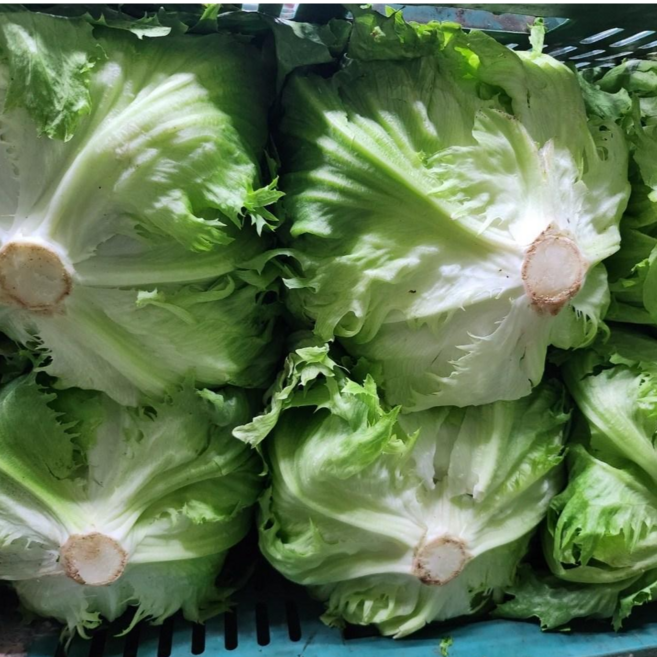 산지직송 식자재 명품 양상추, 12개, (벌크포장)