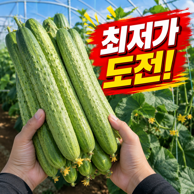 [오늘만파격초특가] 재구매율1위 국내산 백다다기 백오이, 1박스, 5kg