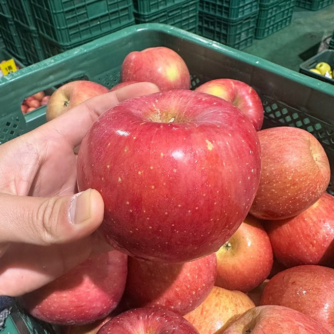 경북 안동 부사, 1개, 정품 대과 10KG