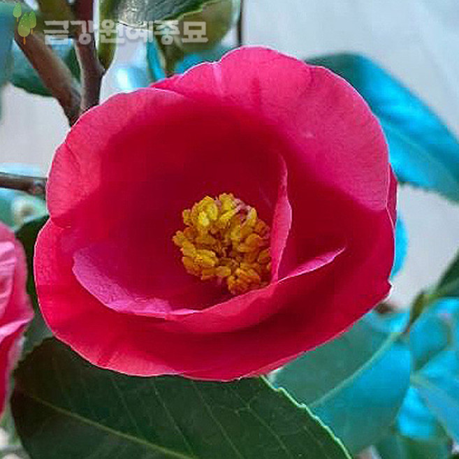 제주동백 대륜 동백나무 동백꽃, 화분묘-H0.5, 1개