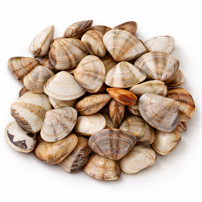 [후포리 산지직송] 국내산 생물 백합조개 1kg(50~60미) 냉장포장 조개탕/술찜, 1개, 1kg