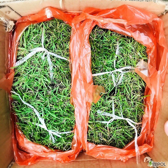 청년농부 고급 천연잔디 18cmX18cm 25장(산소잔디 마당잔디 강아지잔디), 1개