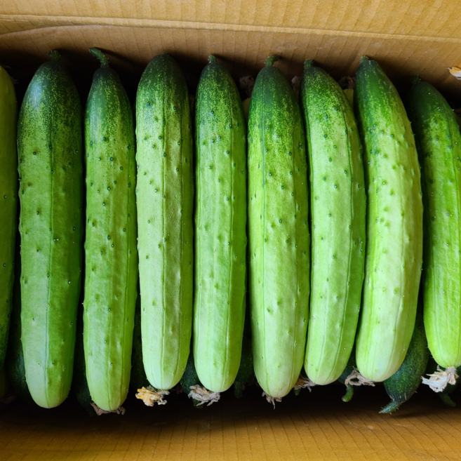 지오이 백오이 백다다기 오이 특품, 2kg, 1박스