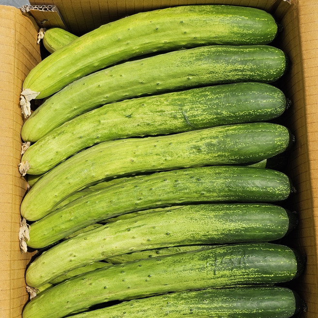 국내산 산지직송 싱싱하고 아삭한 오늘수확 백오이/백다다기, 1개, 5kg