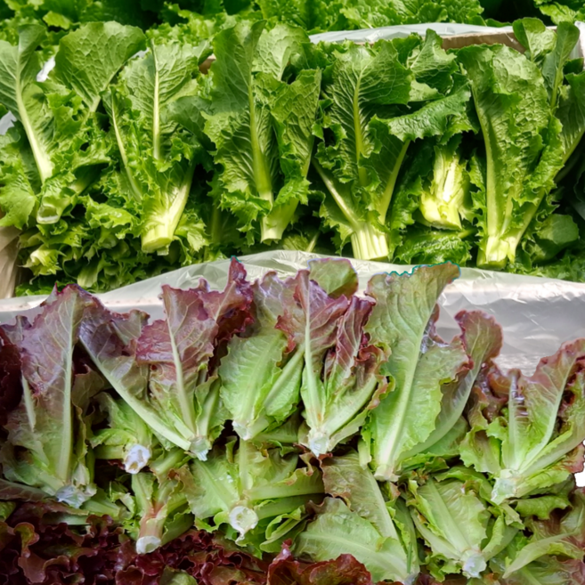 [초특가할인] 쫑상추 상추 절이지상추 겉절이상추, 1개, 2kg