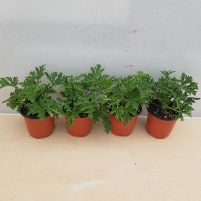 [용이네 화원] 구몬초 모기퇴치식물 제라늄 1.2.3.4, 4개