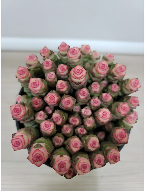 루페스트리 다육식물, 1개