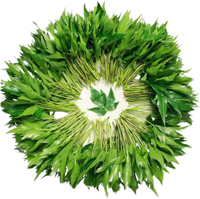 [GAP] 직접생산 당귀잎 잎당귀 당귀 쌈채소 장아찌 특수채소 (산지직송/당일배송), 1kg, 1개