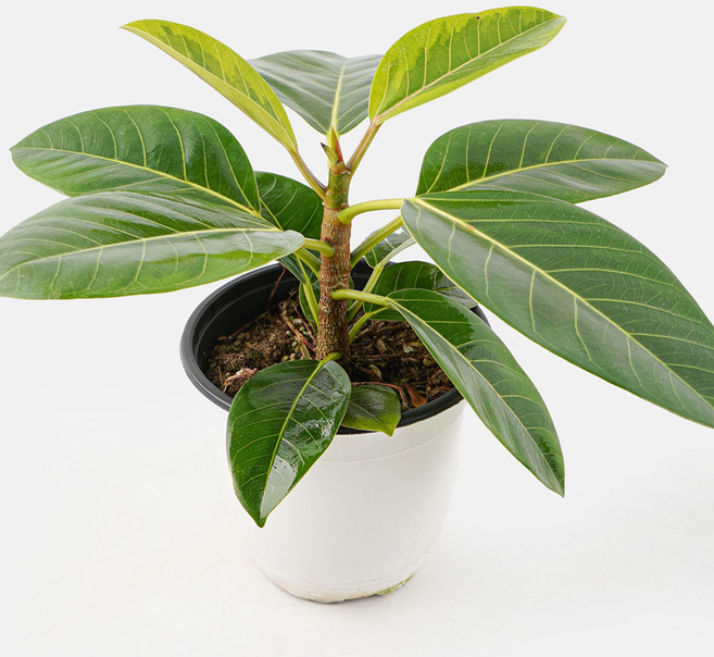 갑조네 뱅갈고무나무 (중품) 실내 공기정화 인테리어 식물, 혼합색상, 1개