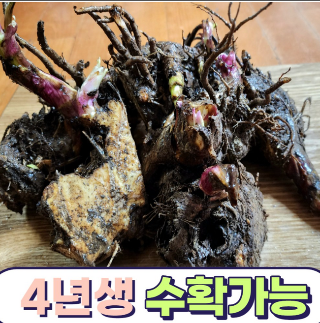 땅두릅 모종 4년생 독활 종근 모종 10구, 10개