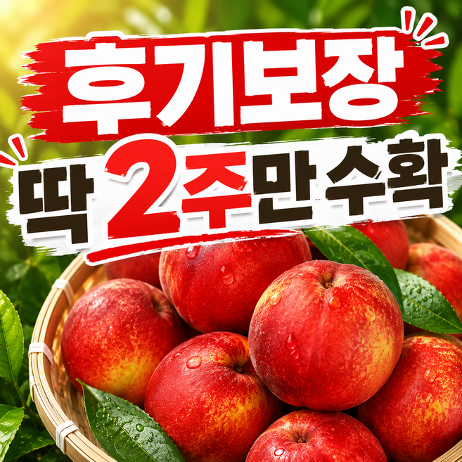 [8년노하우] 제철 신비 복숭아 오픈특가, 1박스, 대과 1kg