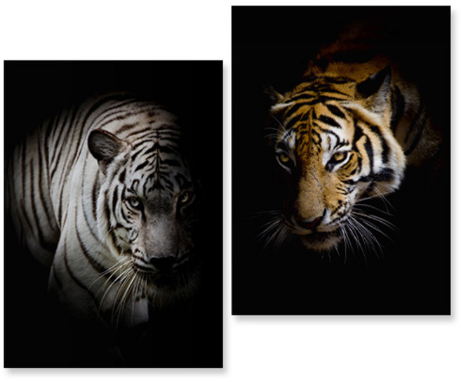 [아트톡] S137 호랑이 - 인테리어 폼보드 2종세트 3Size, 1개