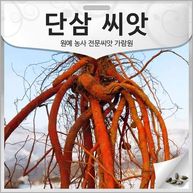 단삼 씨앗 단삼씨 종자 약초 약용 뿌리 모종 30알, 1개