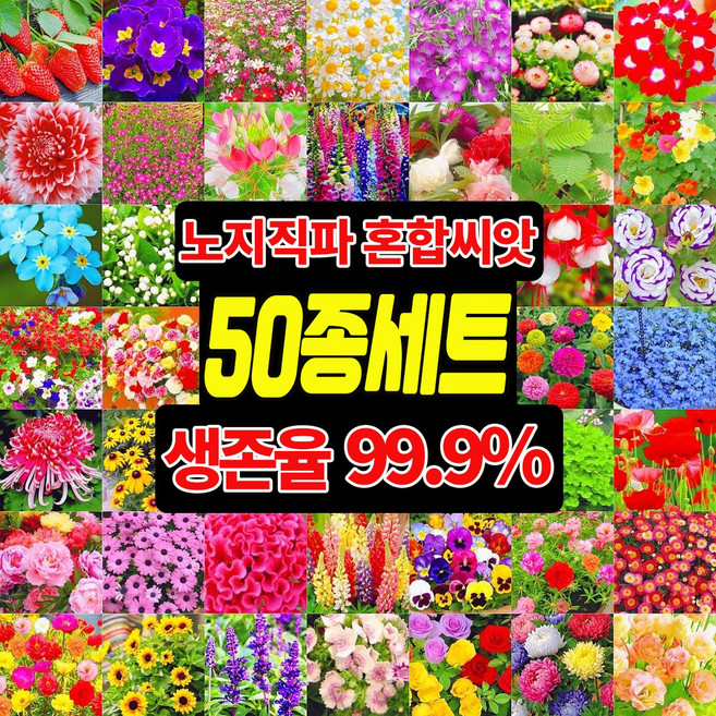 [빠른배송] 노지 월동 다년생 꽃 씨앗 야생화 4계절 꽃 씨앗 봄꽃 키작은 꽃 씨앗 모음 노지직파 비료 증정 TENFOC, 1개