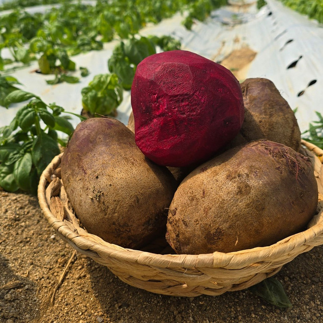 제주 우수농산물 GAP 인증 고당도 레드비트 쥬스용(250g 이하), 1개, 10kg