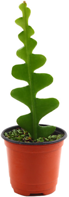 미미네아쿠아 피쉬본 1포트 - 거실화분, 단품, 1개