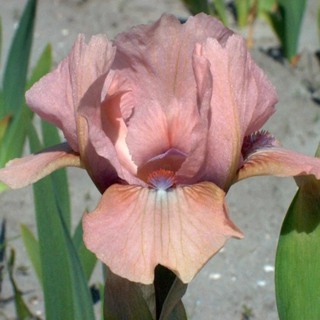 독일 아이리스 '볼츠' [1포트] (복남이네야생화 Iris germanica Volts 독일 붓꽃), 1개