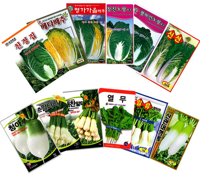 배추 무씨앗 파 열무 당근 시금치 옥수수 콩 채소 씨앗 김장채소씨앗 베란다 텃밭 열매 채소 콩류 씨앗 모음, 01.기타채소류씨앗, 51.세계한가람배추(2000립), 1개