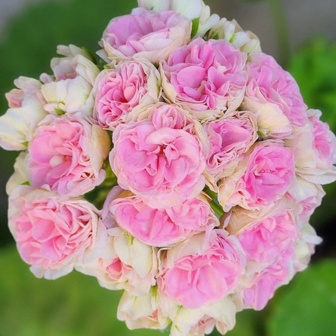 예쁜제라늄 러시아제라늄 다나야 다나에 농장직송 모종, 1개