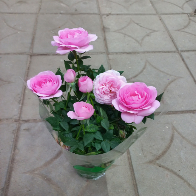 사계장미(분홍)1개, 1개