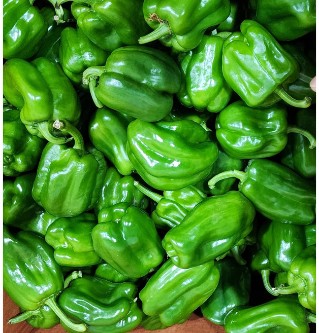 가락싱싱 피망(보통) 못난이 10kg 1박스 청피망