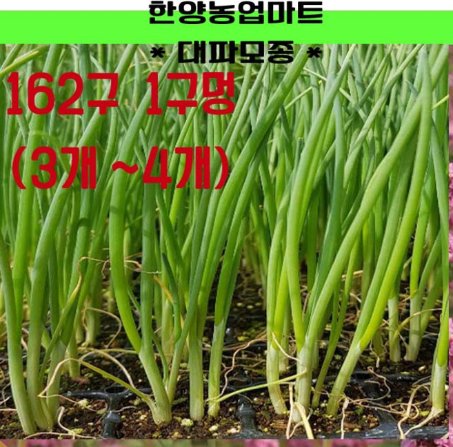 모종-대파모종 월동대파 품질 종자 162구 400개 이상-판배송