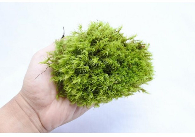 [우야플랜트샵] 국산 꼬리이끼 분재 테라리움 소재 이끼, 1개