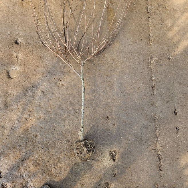 보리수[R3cm/분/결실주] 1개 보리수 열매 아님, R3cm