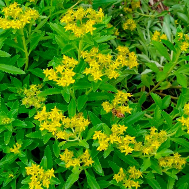 순희농장 섬기린초 여름꽃 노란꽃 야생화 들꽃 모종 3치 포트 20개