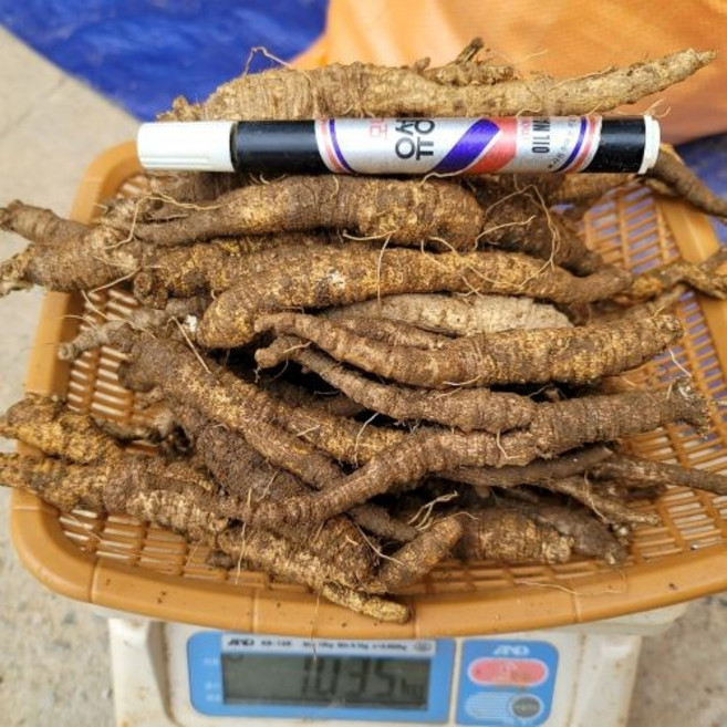 원도오빠 강원도 산더덕 6년근 정선더덕 특품더덕 산지직송 더덕, 1개, 가정용(하품) 1키로(60개 이상)