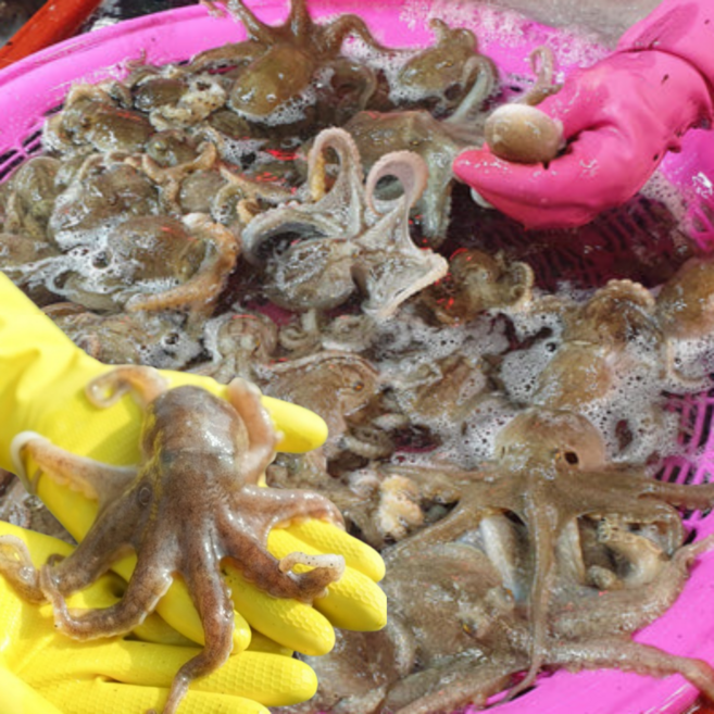 국내산 서해안 활 쭈꾸미 생물 국산 제철 1키로 1kg 2kg 생쭈꾸미 알쭈꾸미 활쭈꾸미 알배기, 1kg 내외, 1개