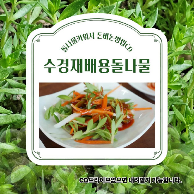 수경재배용 돌나물 모종 10개 돋나물 키우기 산소삽목으로 대량 번식 하기 공기정화용 수경재배