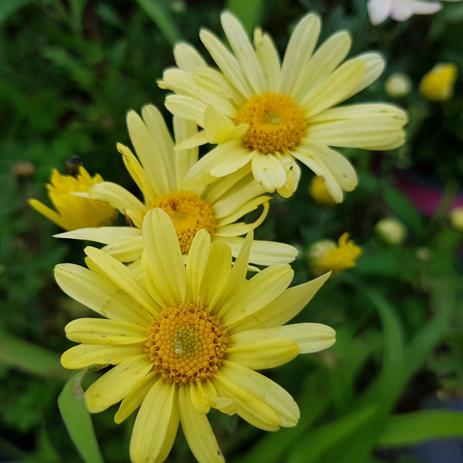 가든파라다이스 노랑구절초 (1Set 3포트), 1개