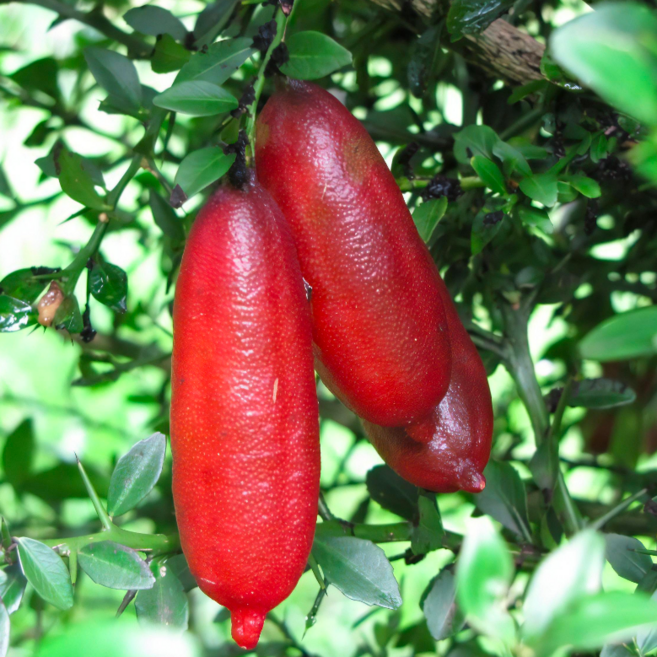 핑거라임 와인레드 캐비어 라임 3년생