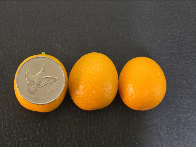 [당일새벽수확] 제주 금귤 낑깡 3kg 5kg 10kg, 1박스, 혼합10kg