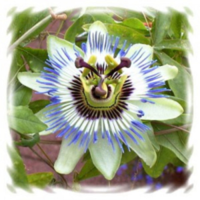 꽃모종 시계초, 코둘리아 클리어스카이 : 9cm분, 1개