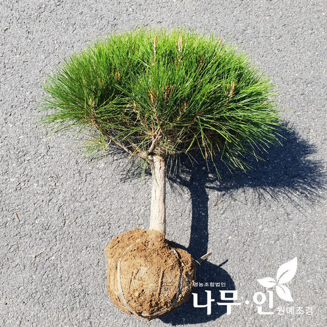 [나무인] 반송 둥근소나무 폭40cm 무배