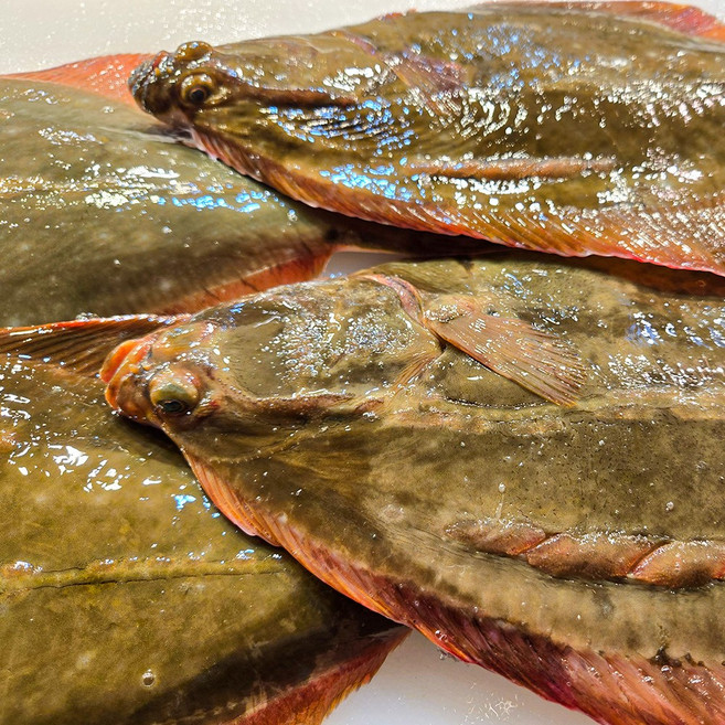 자연산 도다리 손질 반건조 산지직송 숙성한 알가자미 특대 쑥국, 1개, 손질 전 1kg(탕손질)