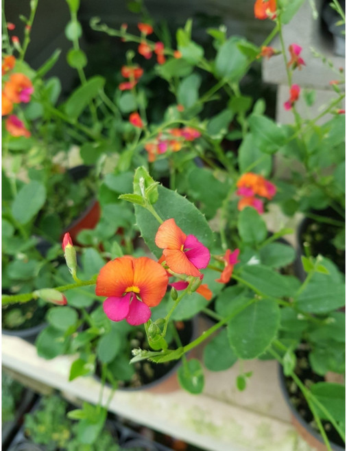 [삼다원]콩꽃나무.꽃모양이콩모양