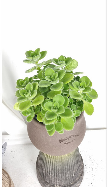 서비내 장미허브 향기 좋은 허브 음이온발생 허브 공기정화식물 반려식물, 1개